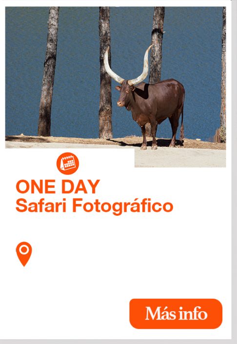850 safari fotografico