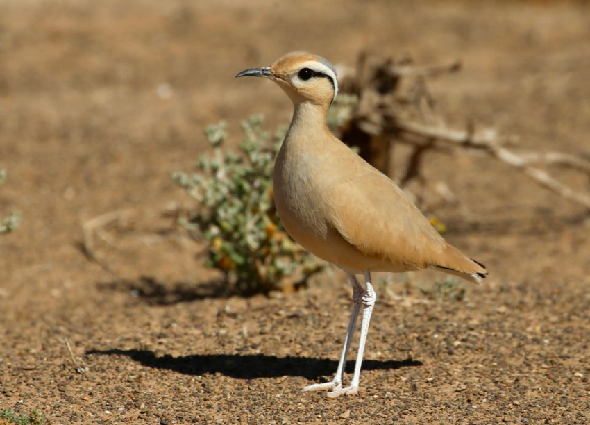 850 desierto-559118823_122124831122964115_3033201782340916987_n