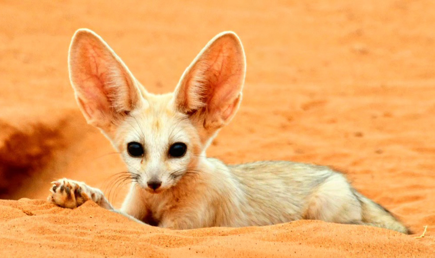 850 desierto-571195947_122155383884788661_2241416776960469054_n