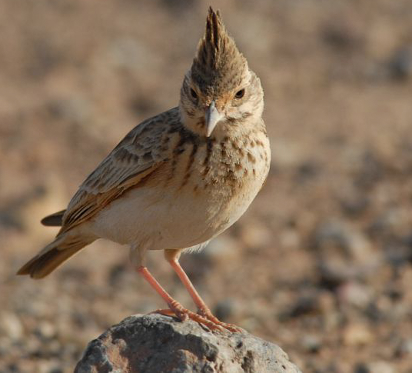 850 desierto-Observations-ornithologique-Ouarzazate